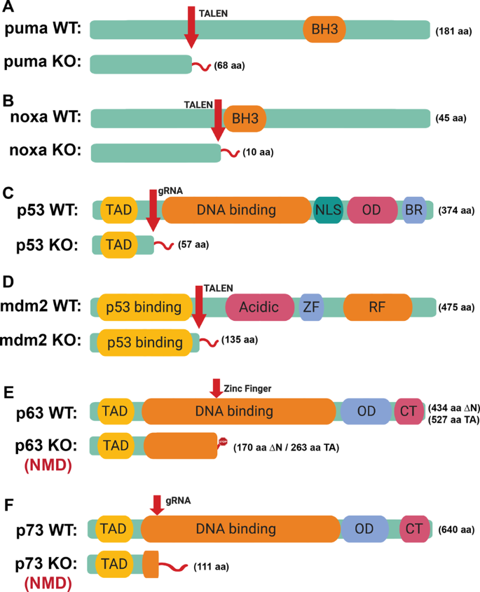Puma, noxa, p53, and p63 differentially mediate stress pathway induced  apoptosis | Cell Death & Disease