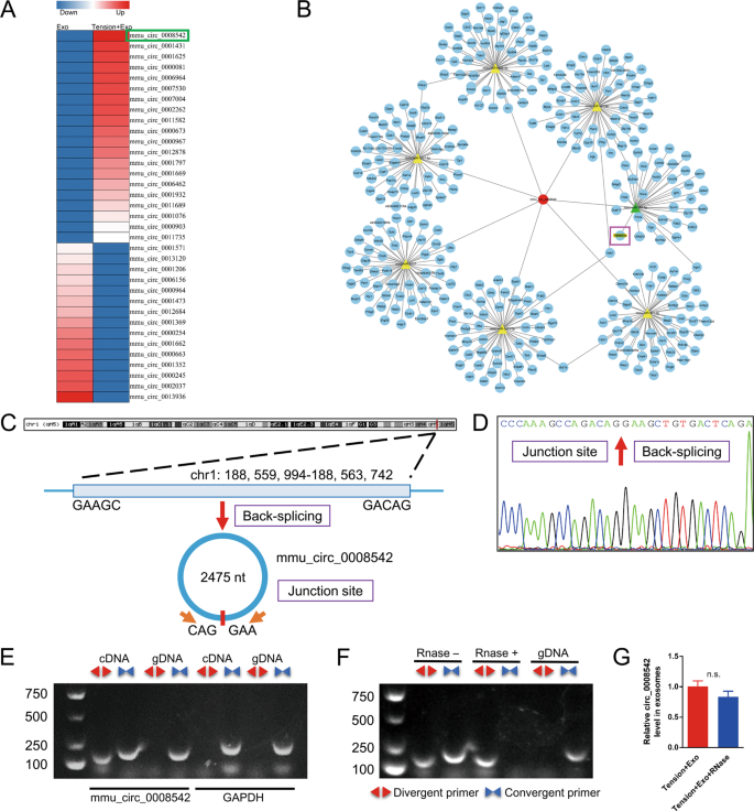 Circ_0008542 In Osteoblast Exosomes Promotes Osteoclast-Induced Bone  Resorption Through M6A Methylation | Cell Death & Disease Circ_0008542 In Osteoblast Exosomes Promotes Osteoclast-Induced Bone  Resorption Through M6A Methylation | Cell Death & Disease