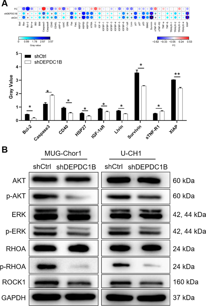 Fig. 2: Knockdown of DEPDC1B regulates apoptosis-related factors and AKT, ERK, RHOA/ROCK cascades.