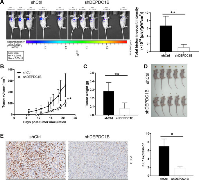 Fig. 3: Knockdown of DEPDC1B inhibits tumor growth in mice xenograft models.
