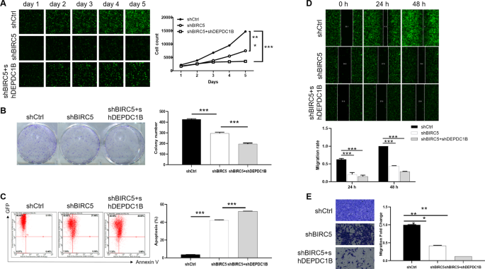 Fig. 5: Knockdown of BIRC5 deepens the effects on chordoma cells by DEPDC1B knockdown.