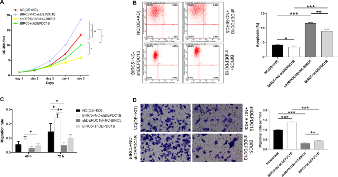 Fig. 6: Overexpression of BIRC5 reduces the inhibitory of DEPDC1B knockdown on the malignant behaviors of chordoma cells.
