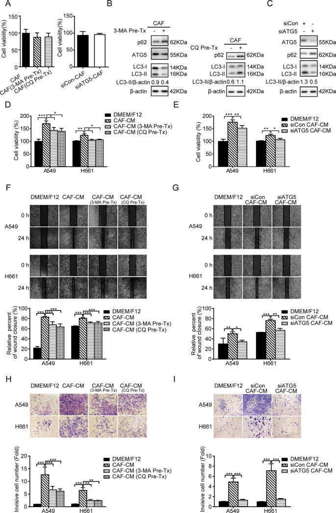 Fig. 2: Autophagy inhibition mitigates the promoting effect of CAFs on lung cancer cell migration and invasion.