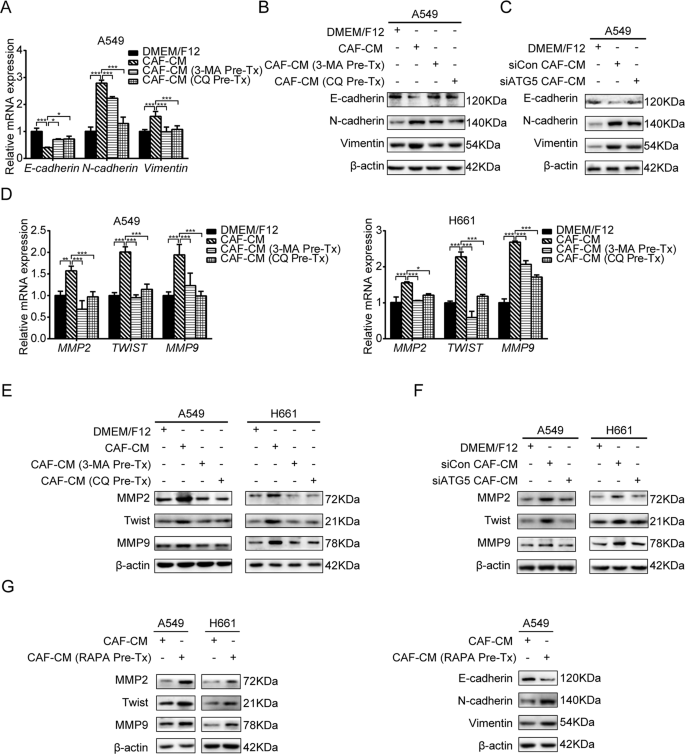 Fig. 4: Inhibition of CAFs autophagy attenuates their regulation on EMT and metastasis-related genes of lung cancer cells.