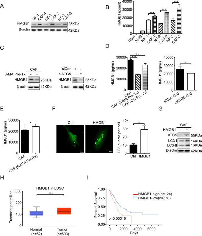 Fig. 5: CAFs autophagy activity regulates HMGB1 secretion.