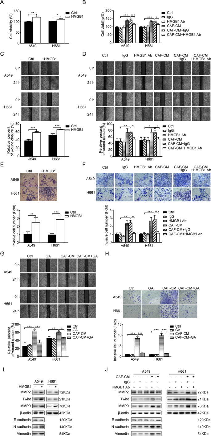 Fig. 6: HMGB1 mediates the effect of CAFs on lung cancer cell migration and invasion.