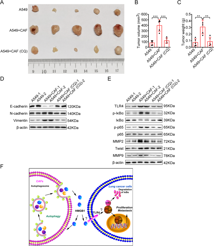 Fig. 8: Inhibition of autophagy mitigates CAFs’ effect on lung cancer cell growth in vivo.