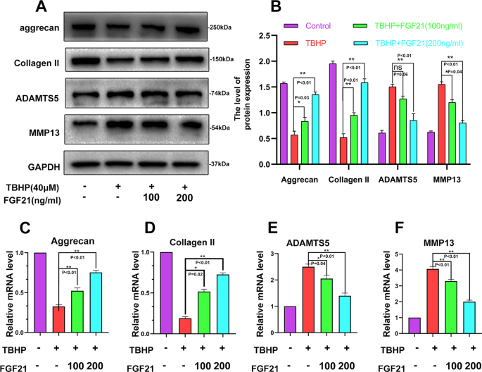 Fig. 2: FGF21 treatment inhibited the TBHP-induced catabolism of the ECM.