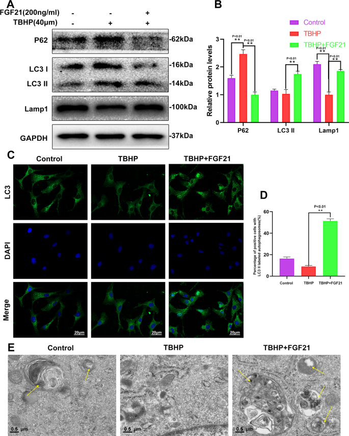 Fig. 3: FGF21 treatment induced autophagy in chondrocytes.