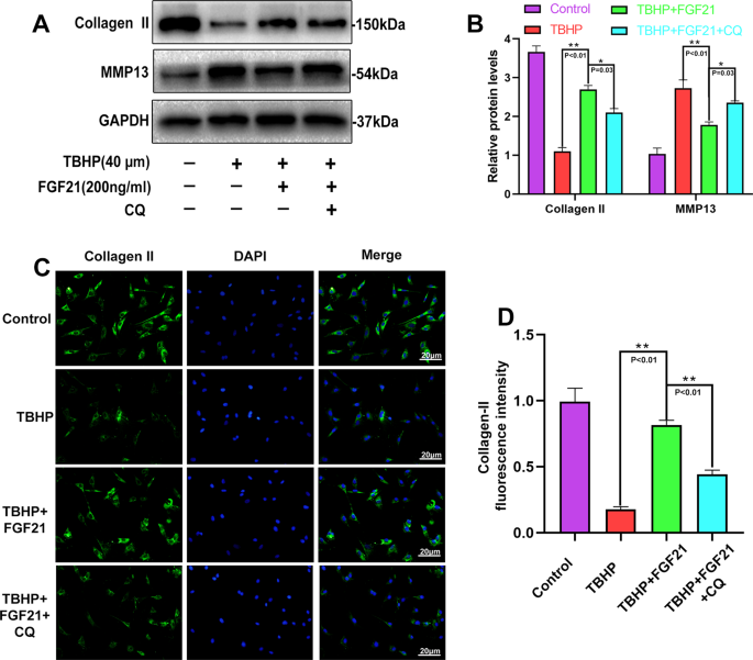 Fig. 5: CQ reversed the effect of FGF21 on the ECM of chondrocytes under oxidative stress.