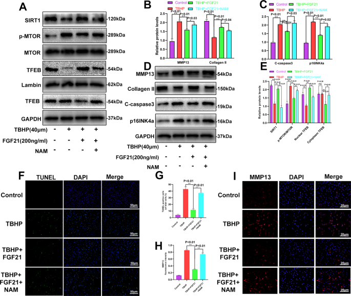 Fig. 7: FGF21 activated the SIRT1-mTOR pathway in the chondrocytes induced by TBHP.