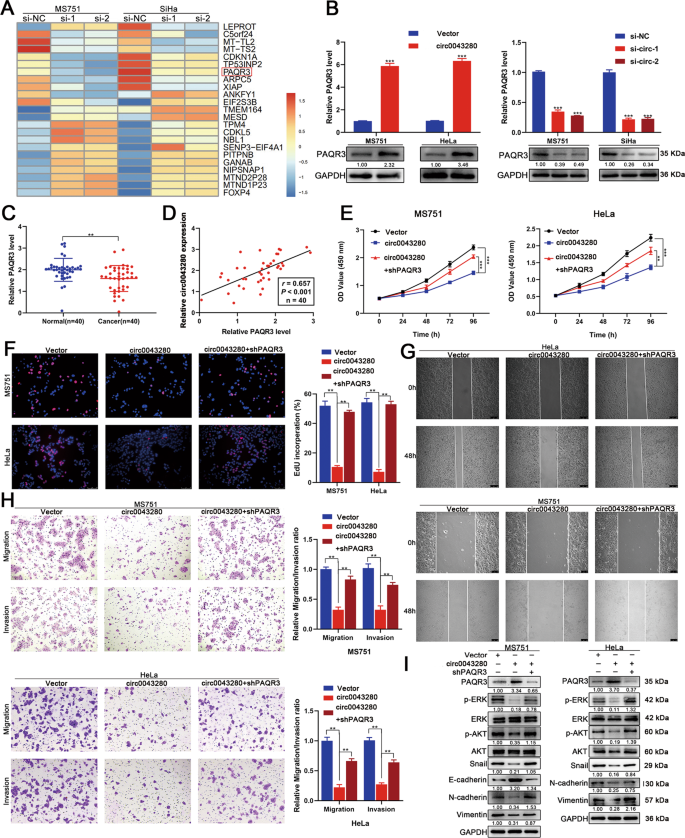 Fig. 4: PAQR3 is a downstream target of hsa_circ_0043280.