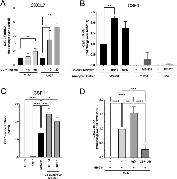 Fig. 2: CSF1 secreted by MDA-MB-231 cells induces CXCL7 expression from THP-1 monocytes.