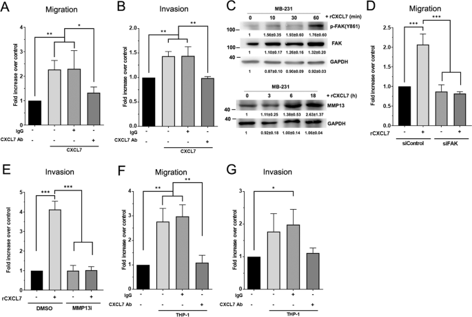 Fig. 3: Monocyte-derived CXCL7 induces breast cancer cell migration and invasion via FAK- and MMP13-mediated signaling pathways.