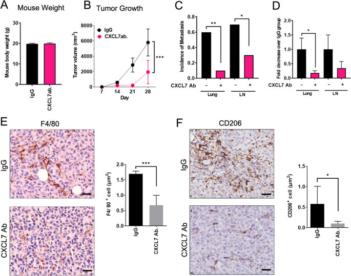 Fig. 4: Blocking CXCL7 by a neutralizing antibody suppresses tumor growth and distant metastasis in a mouse xenograft model.