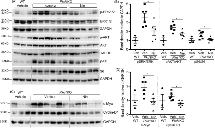 Fig. 5: Nintedanib (Nin) treatment reduced proproliferative cell signaling in Pkd1KO mice.