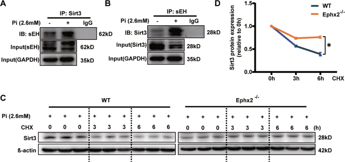 Fig. 4: Soluble epoxide hydrolase (sEH) affected the degradation of Sirtuin 3 (Sirt3).