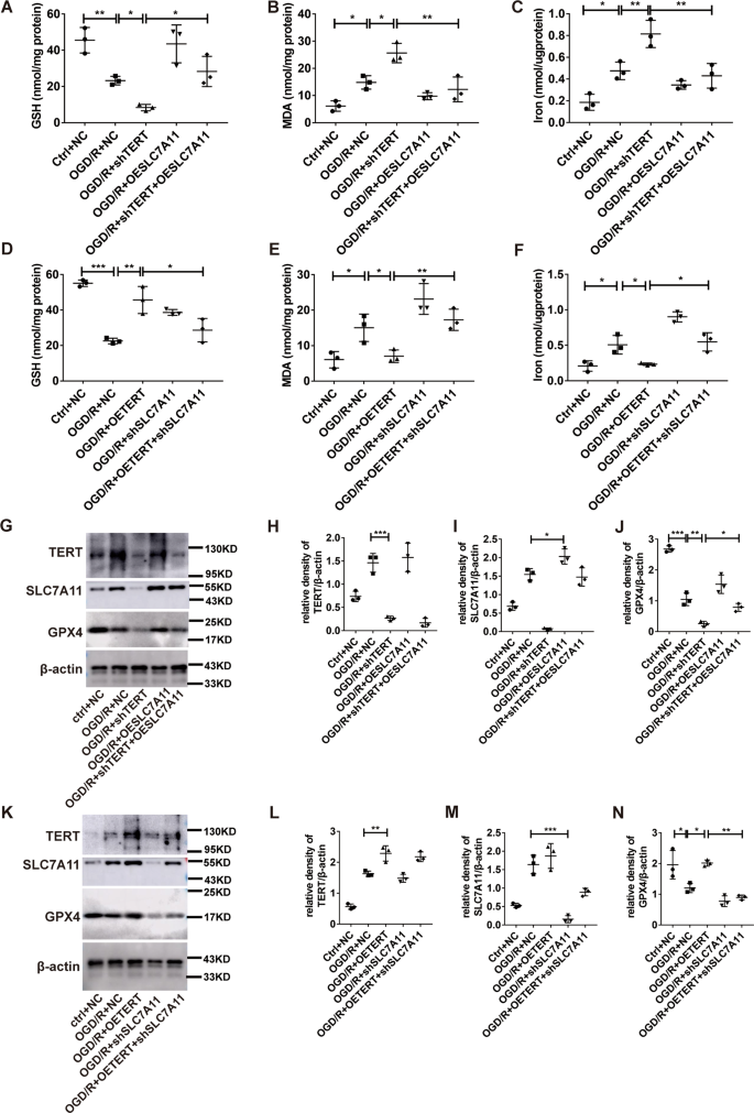 Nrf2 attenuates ferroptosis-mediated IIR-ALI by modulating TERT and SLC7A11  | Cell Death & Disease