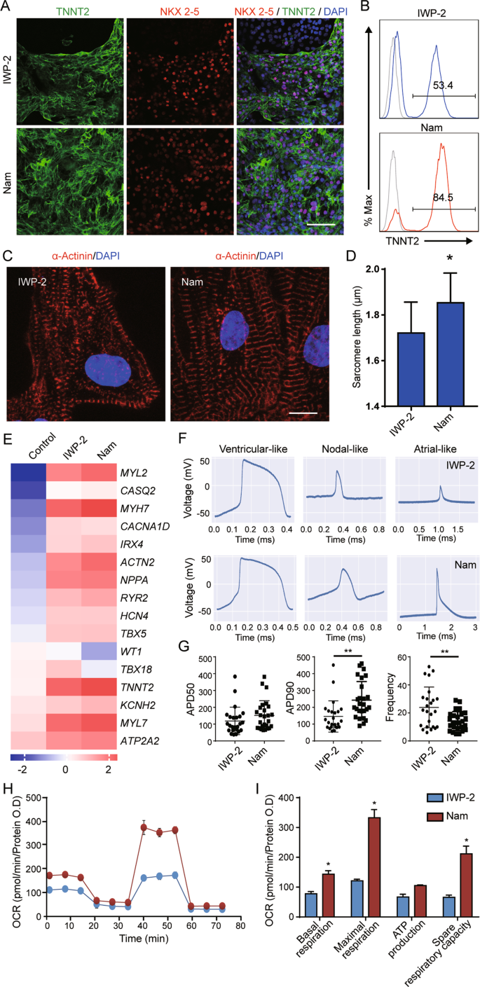 Fig. 2: Characterization of cardiomyocytes induced by nicotinamide.