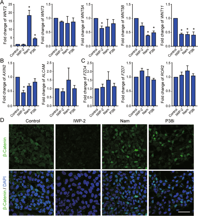 Fig. 4: Nicotinamide-induced cardiac differentiation is independent of canonical WNT inhibition.