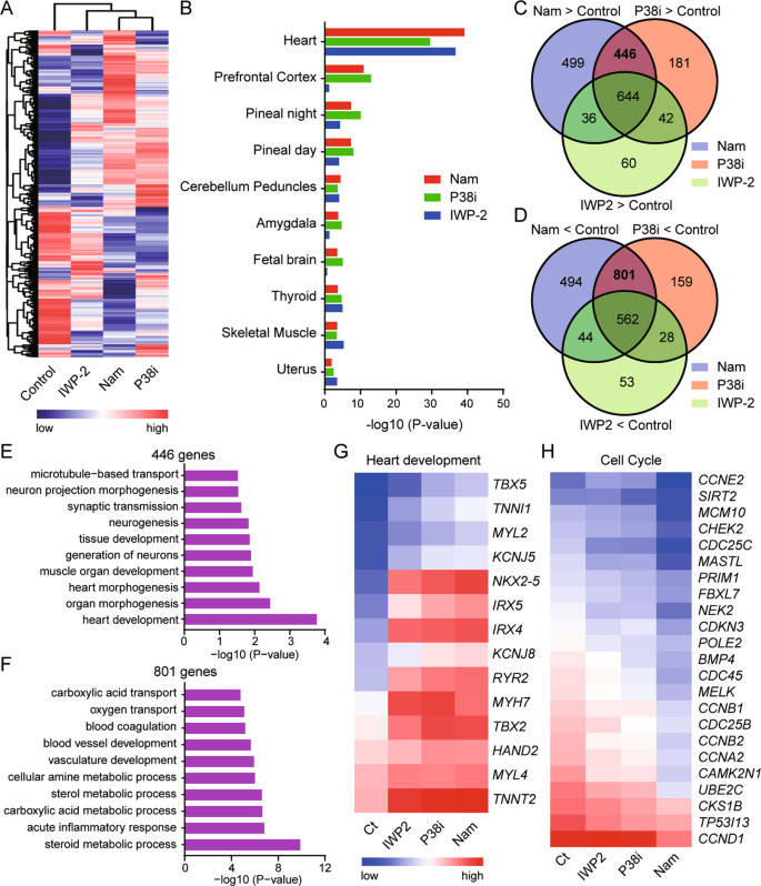 Fig. 5: Comparison of gene expression in cardiomyocytes induced by WNT inhibitor, P38 inhibitor, and nicotinamide.