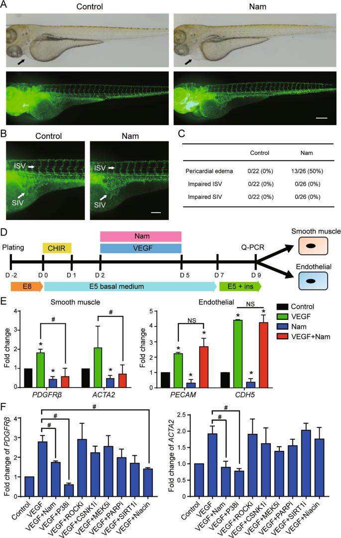 Fig. 7: The influence of nicotinamide in zebrafish cardiovascular system development.