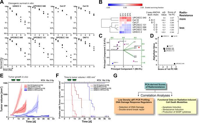 Fig. 1: Clonogenic survival in vitro and xenograft growth in vivo differ strongly across a panel of human HNSCC cell lines upon radiotherapy.