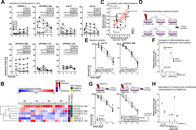 Fig. 2: Radiation-induced senescence positively correlates with radioresistance, and senescent cell-derived soluble factors support clonogenic survival in vitro.