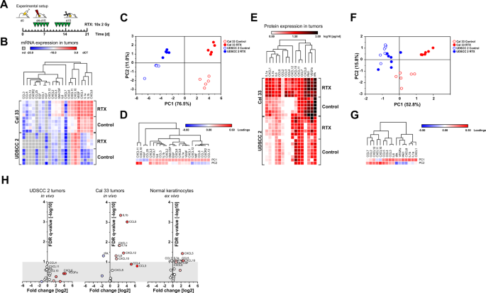 Fig. 3: The pattern of SASP cytokine production upon radiotherapy is different between radioresistant and radiosensitive HNSCC xenotransplants in vivo and normal oral human keratinocytes ex vivo.