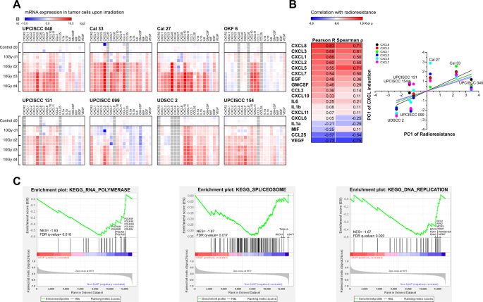Fig. 4: Time course analysis of cytokine mRNA production in HNSCC cell lines upon irradiation in vitro reveals a positive correlation between CXCR2 ligand induction and radioresistance, and a negative enrichment in gene sets associated with RNA transcription, RNA splicing, and DNA replication.