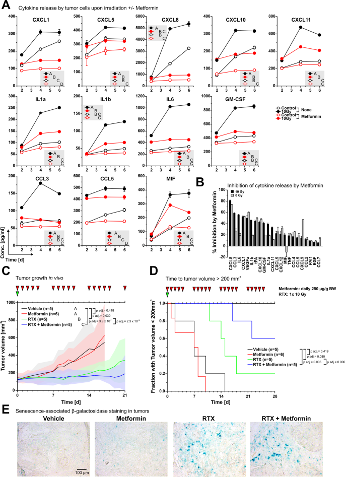 Fig. 5: SASP cytokine production upon irradiation can be inhibited by metformin and translates into improved therapeutic efficacy of radiotherapy in vivo.