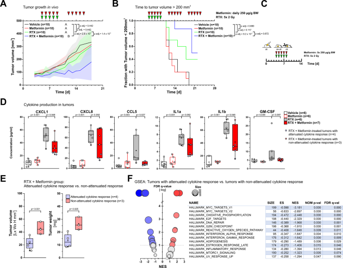 Fig. 6: Metformin improves the outcome of fractionated radiotherapy only in the subgroup of tumors with attenuated cytokine response.