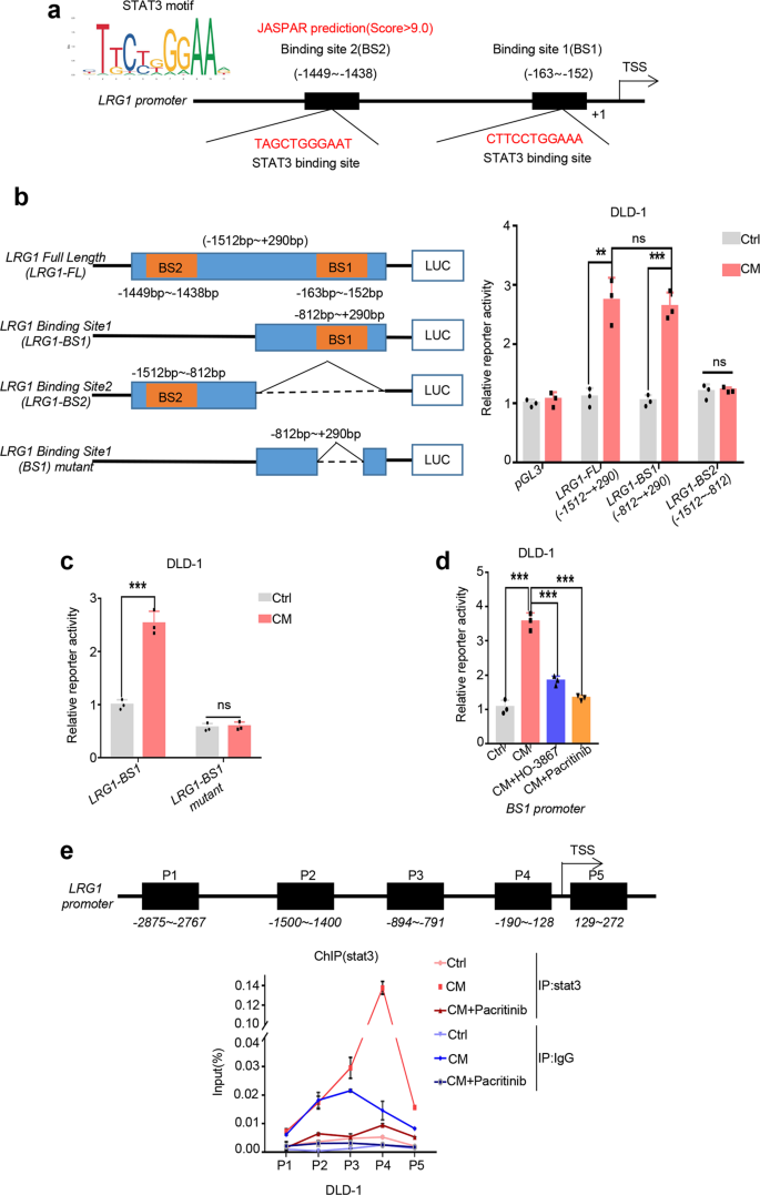 Fig. 5: STAT3 regulates LRG1 expression through direct binding to its promoter.
