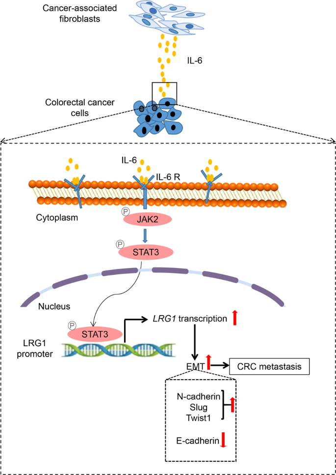 Fig. 7: The proposed model for CAFs-derived IL-6/STAT3/LRG1 axis in promoting metastasis of CRC.