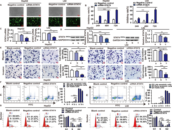 Fig. 2: The effect of STAT4 on apoptosis, growth cycle, migration, and invasion in HepG2 and L02 cells.
