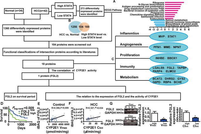 Fig. 3: Schematic diagram to identify differentially expressed proteins resulting from the stat4 polymorphism: possible regulation of the CYP2E1/FGL2 pathway.