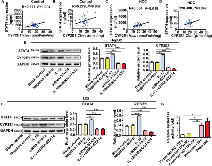 Fig. 4: The regulation by STAT4 of CYP2E1.