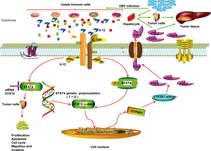 Fig. 7: Graphical representation of the possible mechanism by which the stat4 genetic polymorphism affects HCC.