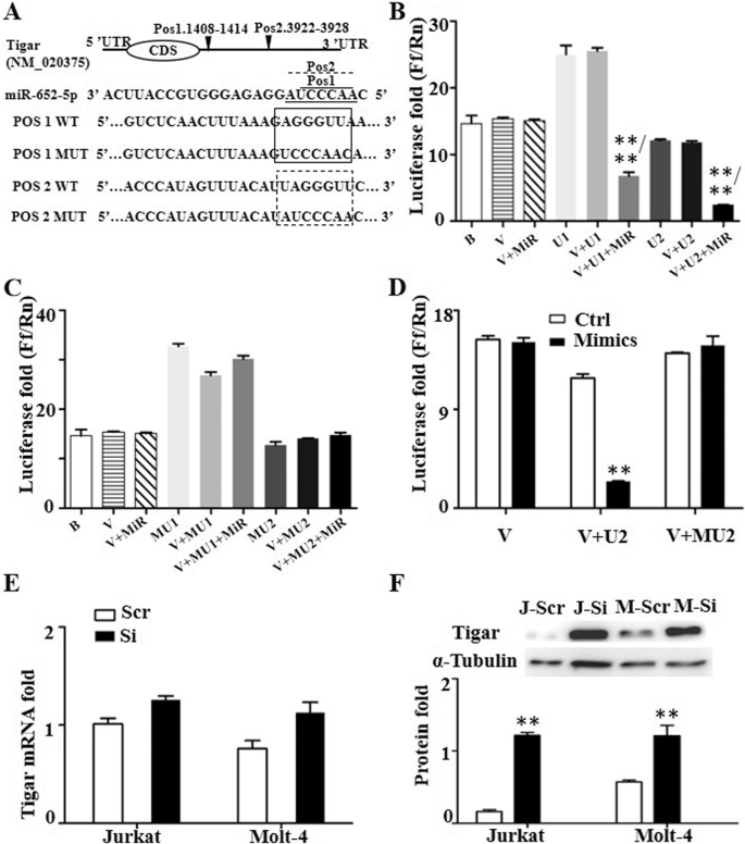 Fig. 3: Inhibition of miR-652-5p on Tigar expression in T-ALL cells.