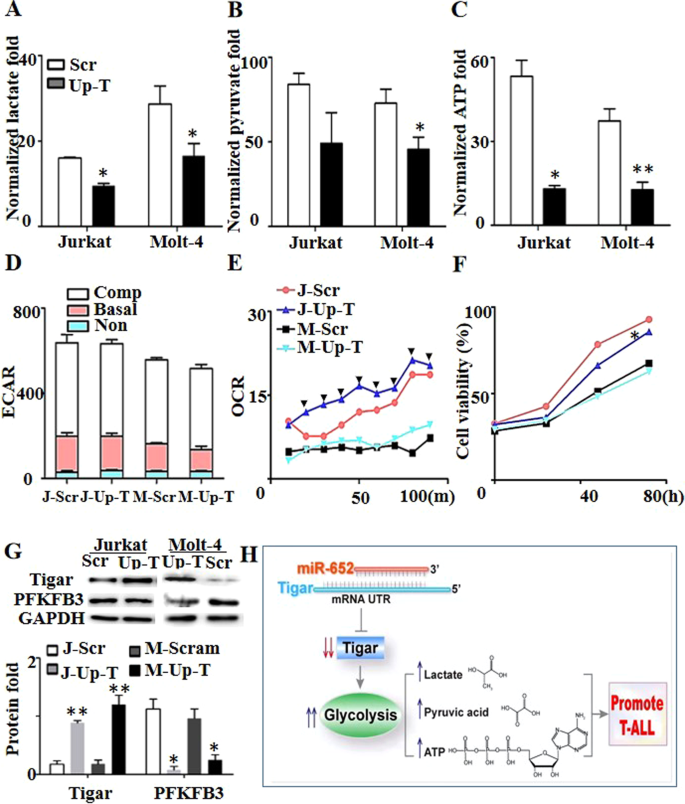 Fig. 4: The role of over-expression of Tigar in T-ALL cells.