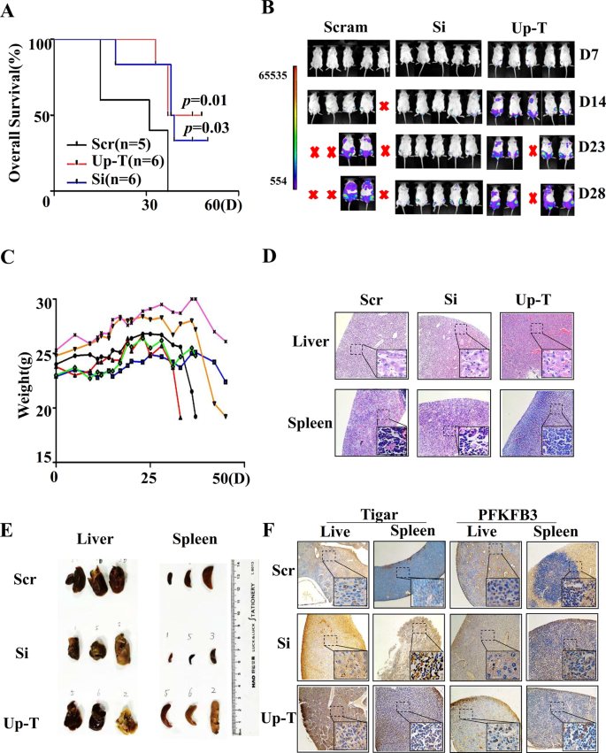 Fig. 5: The role of miR-652-5p on T-ALL in vivo.