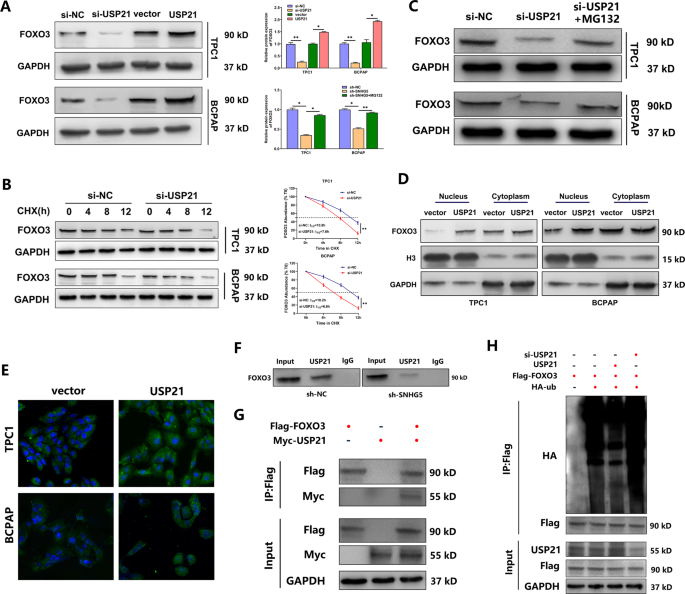 Fig. 7: USP21 inhibits FOXO3 ubiquitination and promotes its nuclear translocation.