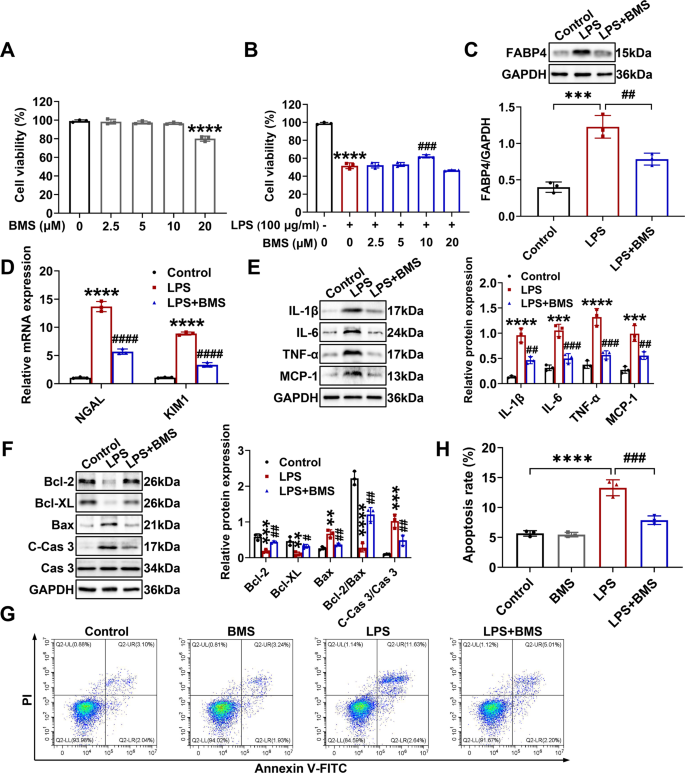 Fig. 6: FABP4 inhibitor BMS309403 treatment suppressed inflammation and apoptosis in LPS-stimulated TCMK-1 cells.