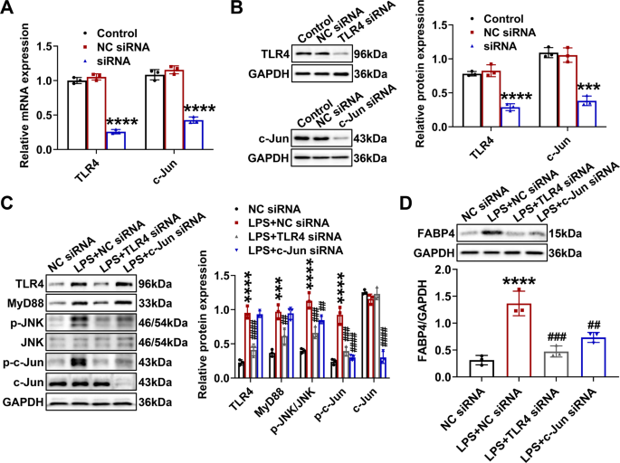 Fig. 7: Upregulation of FABP4 was mediated by TLR4/c-Jun signaling activation in LPS-stimulated TCMK-1 cells.