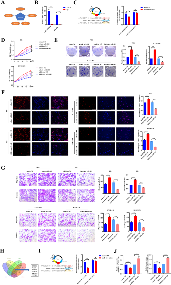 Fig. 3: miR-661 enhances tumorigenicity of ESCC by reducing PPM1L expression.
