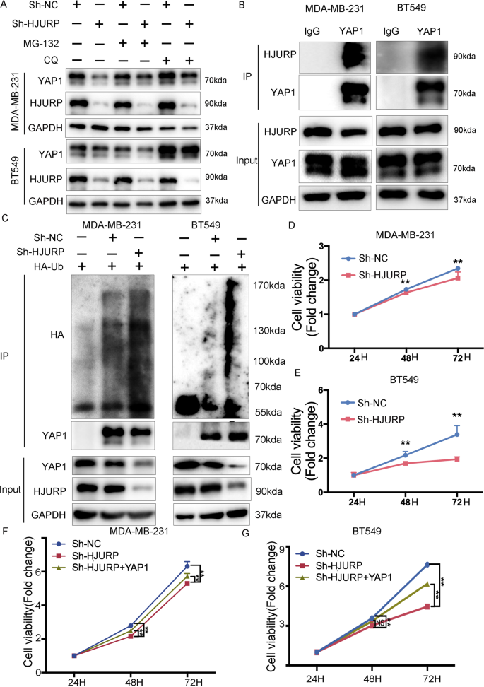 HJURP regulates cell proliferation and chemo-resistance via YAP1/NDRG1  transcriptional axis in triple-negative breast cancer | Cell Death & Disease