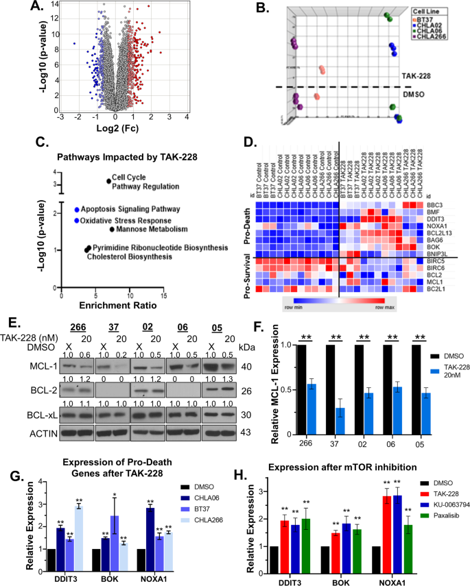 Fig. 1: TAK-228 disrupts the apoptotic signaling pathway and oxidative stress response in AT/RT.