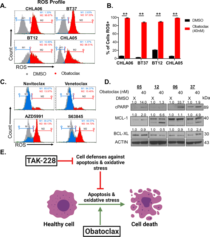 Fig. 3: Obatoclax is a potent inducer of apoptosis and oxidative stress in AT/RT.