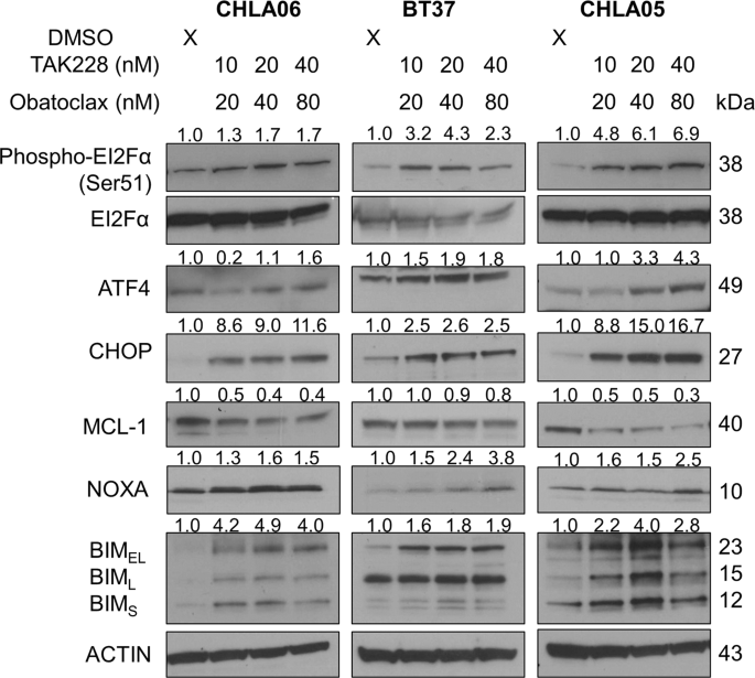 Fig. 6: Combination therapy activates the integrative stress response and disrupts the NOXA.MCL-1.BIM axis, making stressed cells more prone to selection for apoptosis.