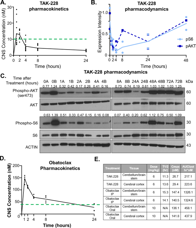 Fig. 7: TAK-228 and Obatoclax readily cross the blood–brain barrier in supratherapeutic concentrations.